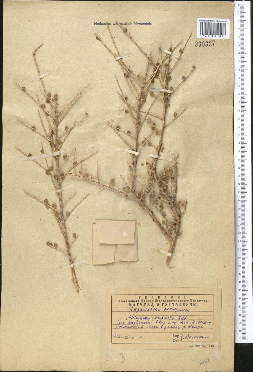 Atraphaxis compacta Ledeb., Middle Asia, Western Tian Shan & Karatau (M3) (Kazakhstan)