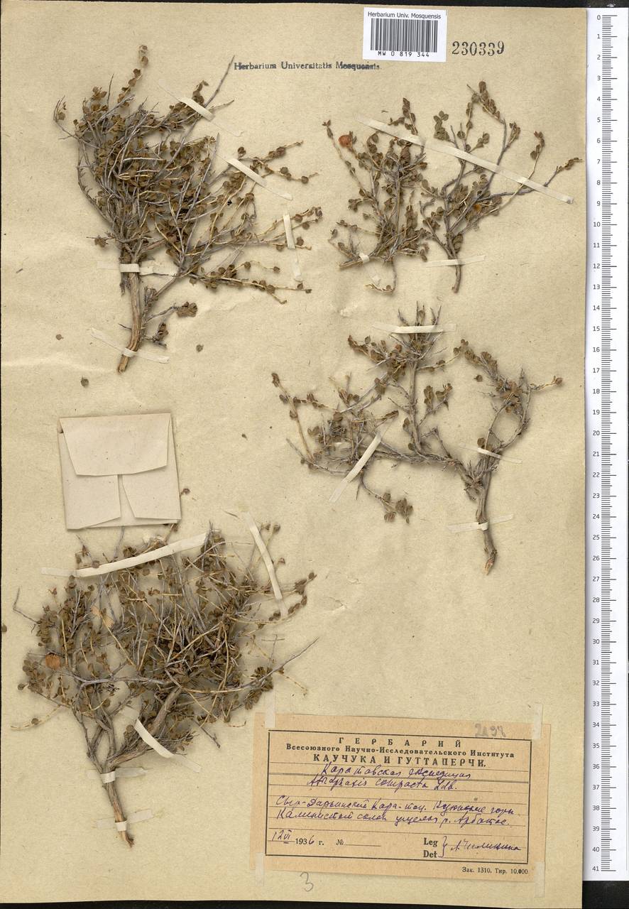 Atraphaxis compacta Ledeb., Middle Asia, Western Tian Shan & Karatau (M3) (Kazakhstan)