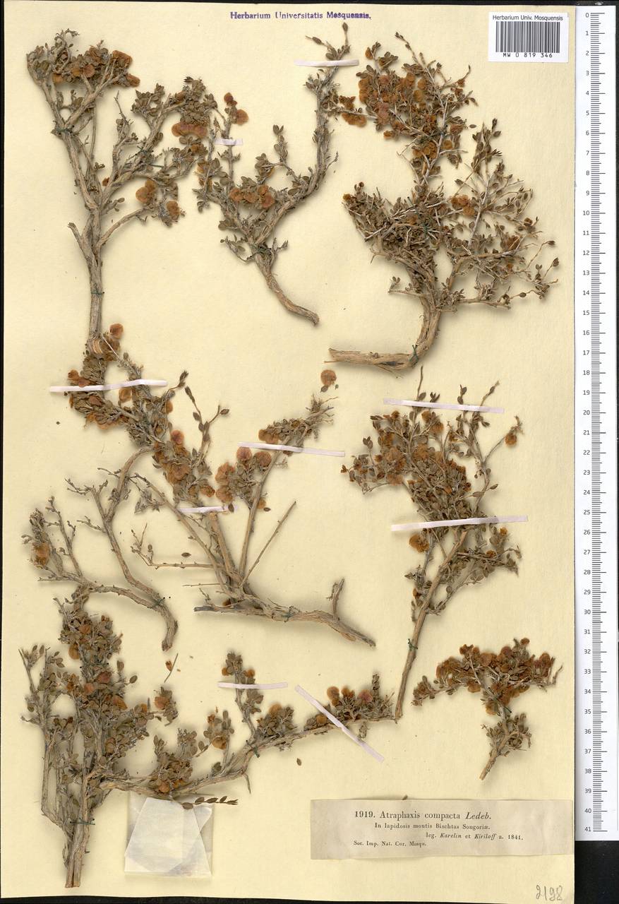 Atraphaxis compacta Ledeb., Middle Asia, Dzungarian Alatau & Tarbagatai (M5) (Kazakhstan)