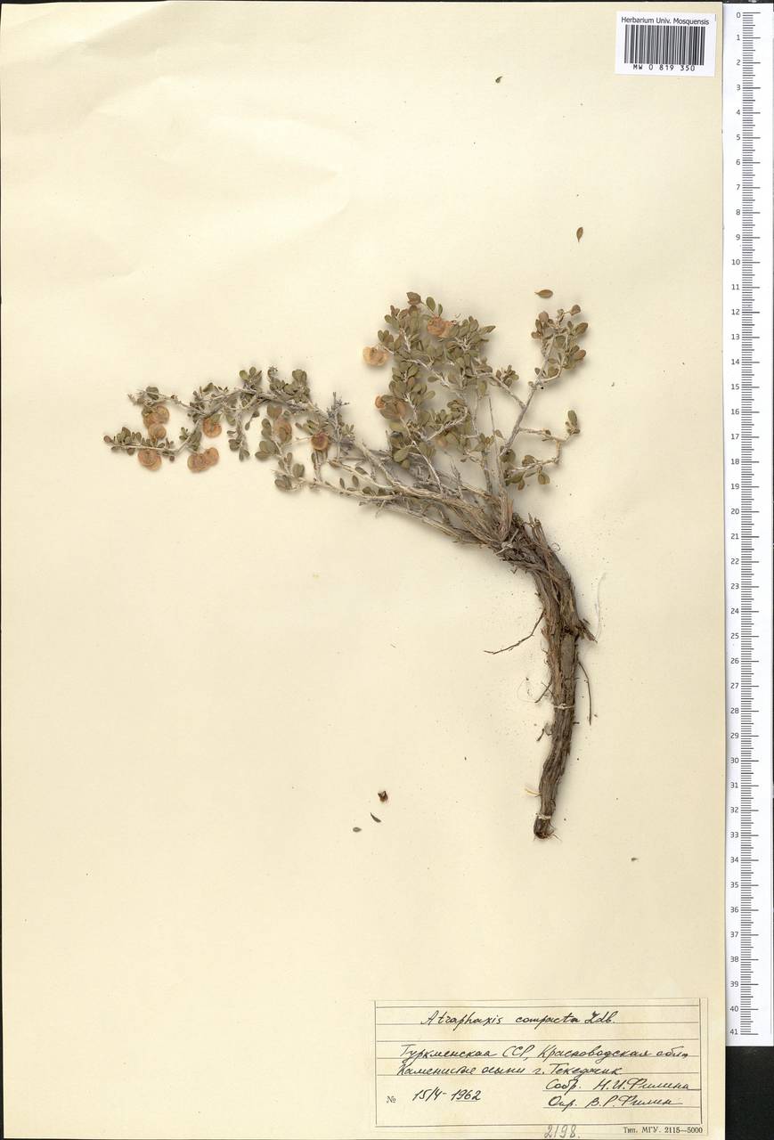 Atraphaxis compacta Ledeb., Middle Asia, Karakum (M6) (Turkmenistan)