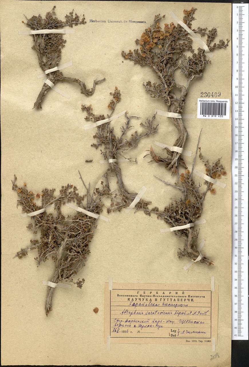 Atraphaxis karataviensis Pavlov & Lipsch., Middle Asia, Western Tian Shan & Karatau (M3) (Kazakhstan)