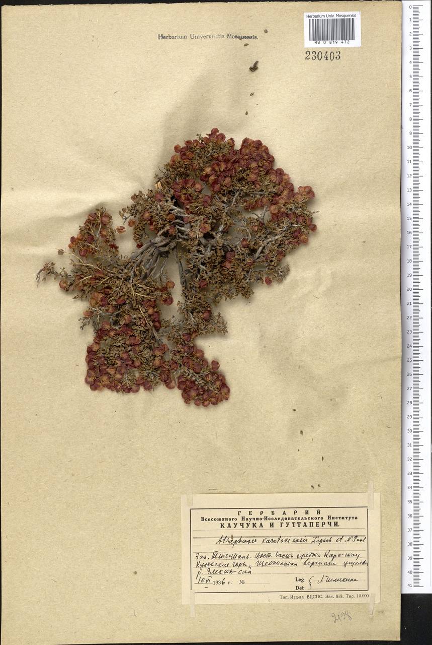 Atraphaxis karataviensis Pavlov & Lipsch., Middle Asia, Western Tian Shan & Karatau (M3) (Kazakhstan)