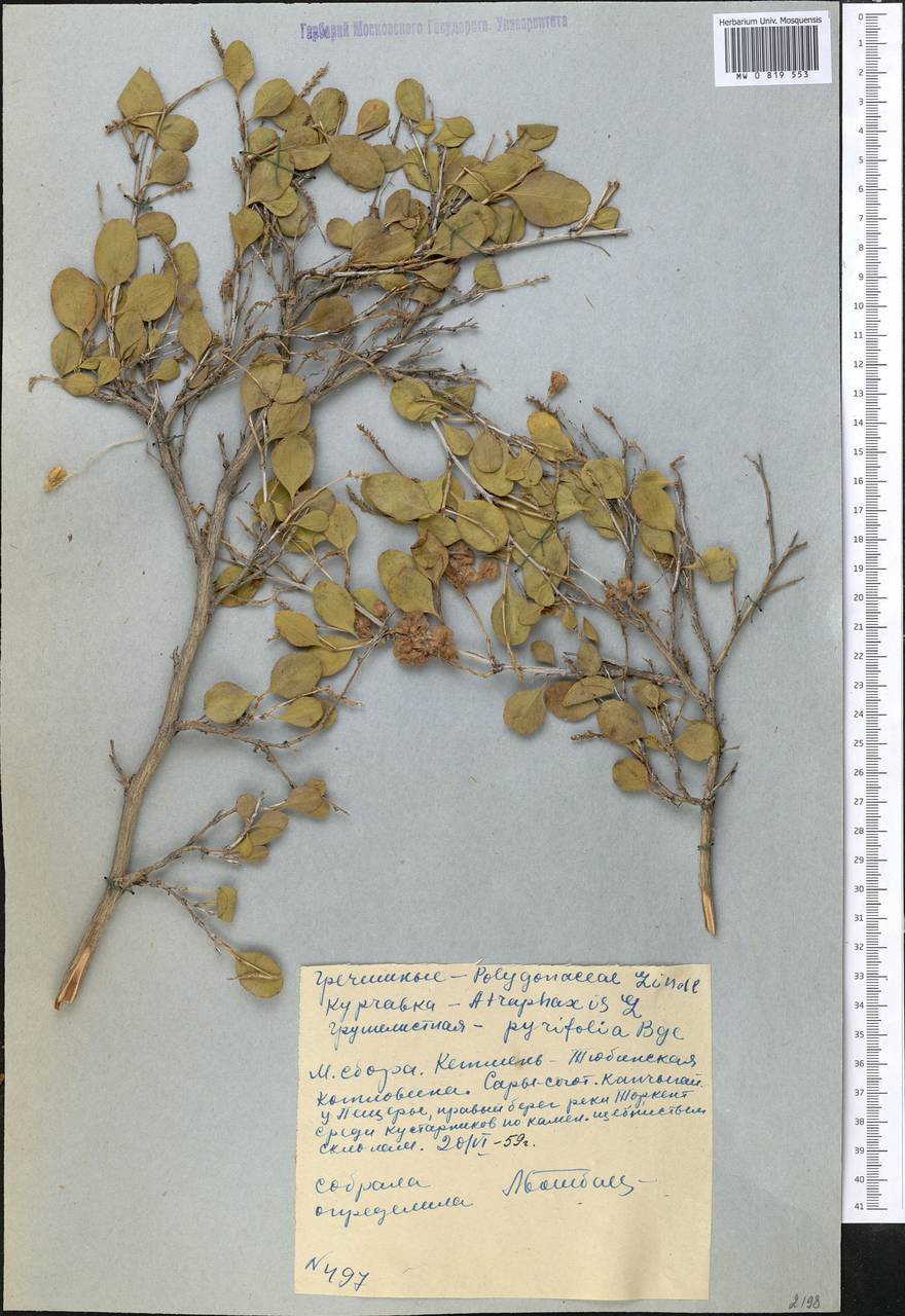 Atraphaxis pyrifolia Bunge, Middle Asia, Western Tian Shan & Karatau (M3) (Kyrgyzstan)