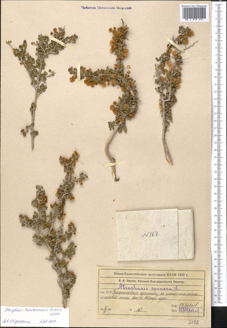 Atraphaxis karataviensis Pavlov & Lipsch., Middle Asia, Muyunkumy, Balkhash & Betpak-Dala (M9) (Kazakhstan)
