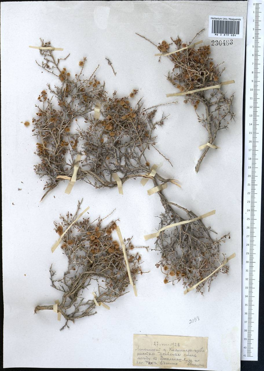 Atraphaxis spinosa L., Middle Asia, Muyunkumy, Balkhash & Betpak-Dala (M9) (Kazakhstan)
