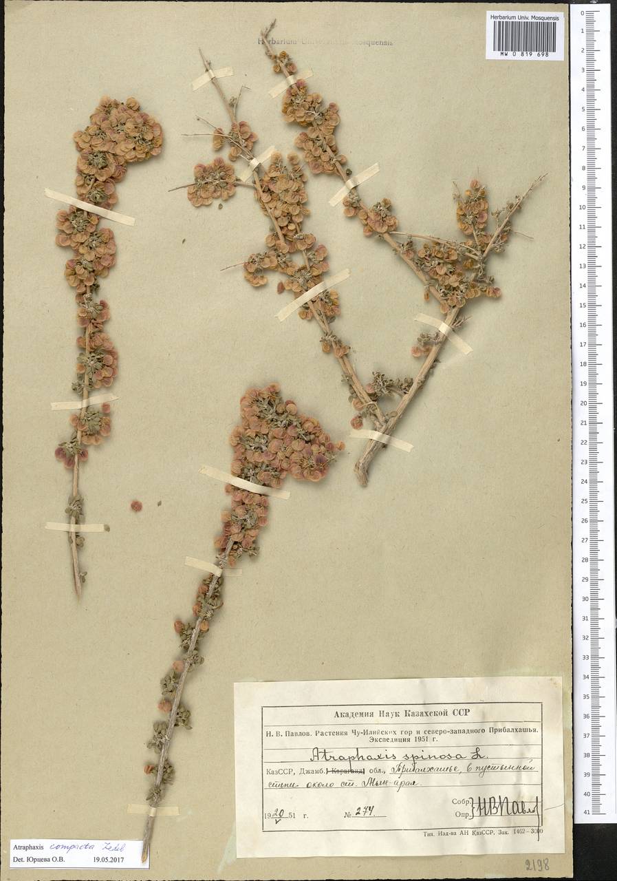 Atraphaxis compacta Ledeb., Middle Asia, Muyunkumy, Balkhash & Betpak-Dala (M9) (Kazakhstan)
