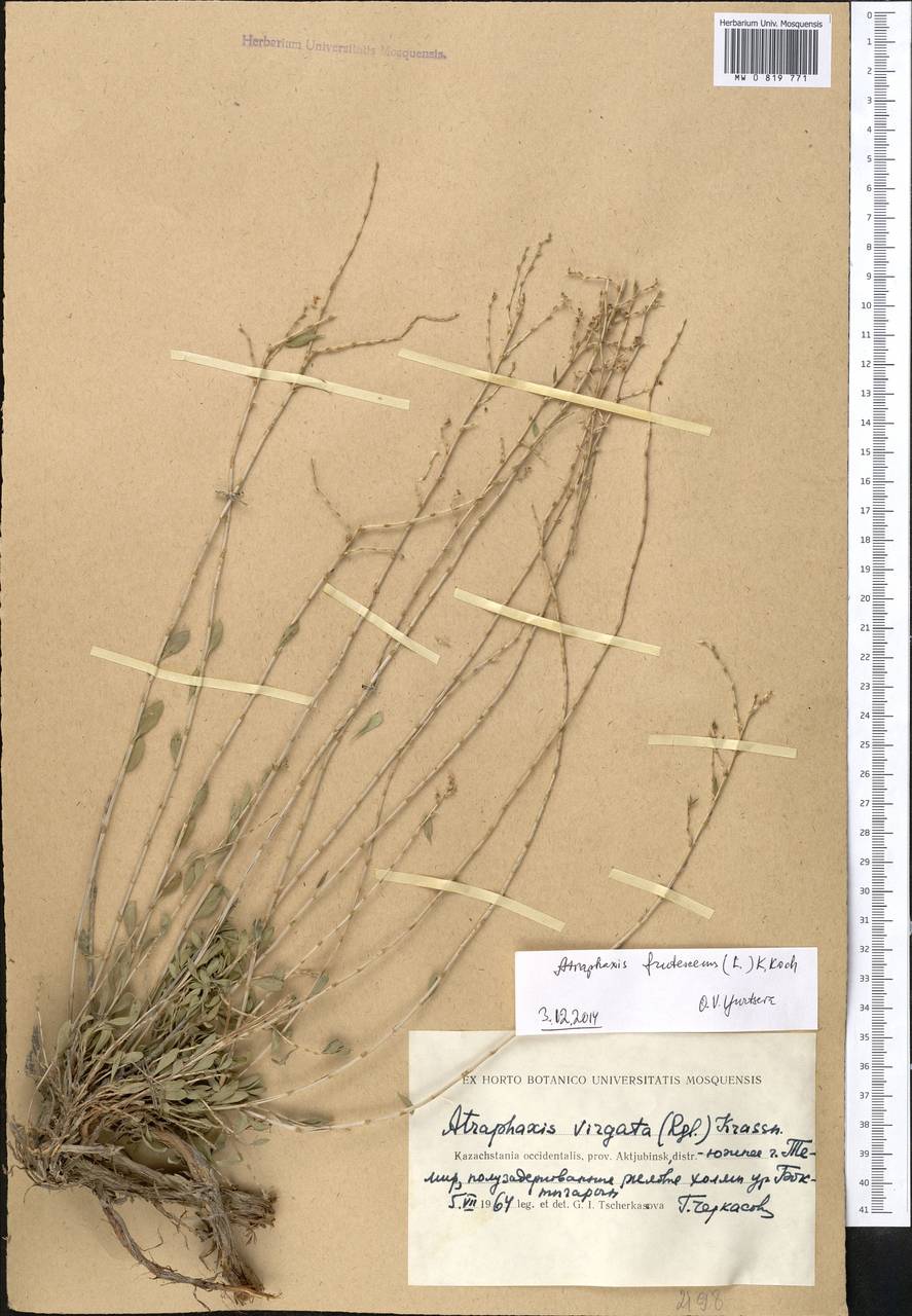 Atraphaxis frutescens (L.) Eversm., Middle Asia, Caspian Ustyurt & Northern Aralia (M8) (Kazakhstan)