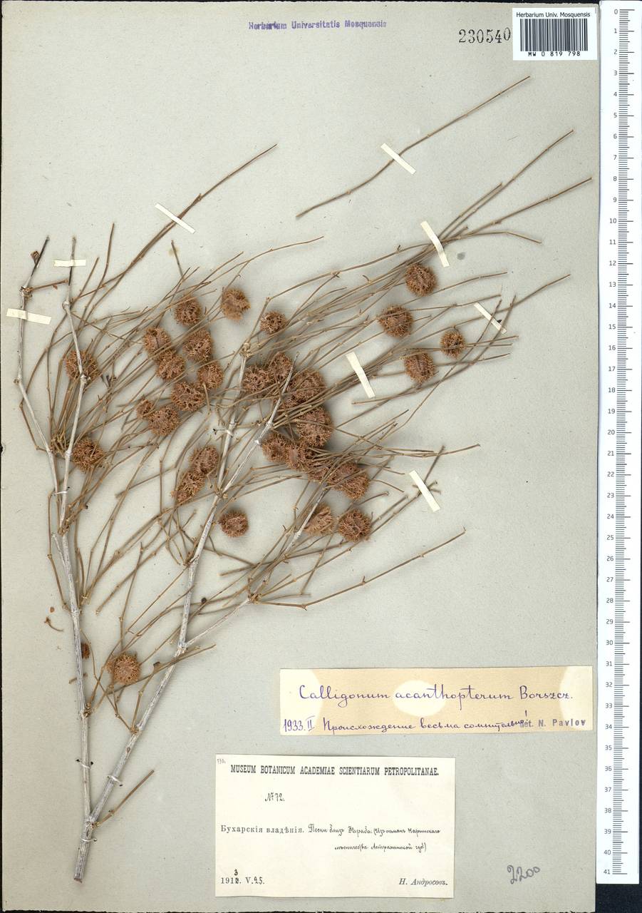 Calligonum acanthopterum I. G. Borshch., Middle Asia, Karakum (M6) (Turkmenistan)