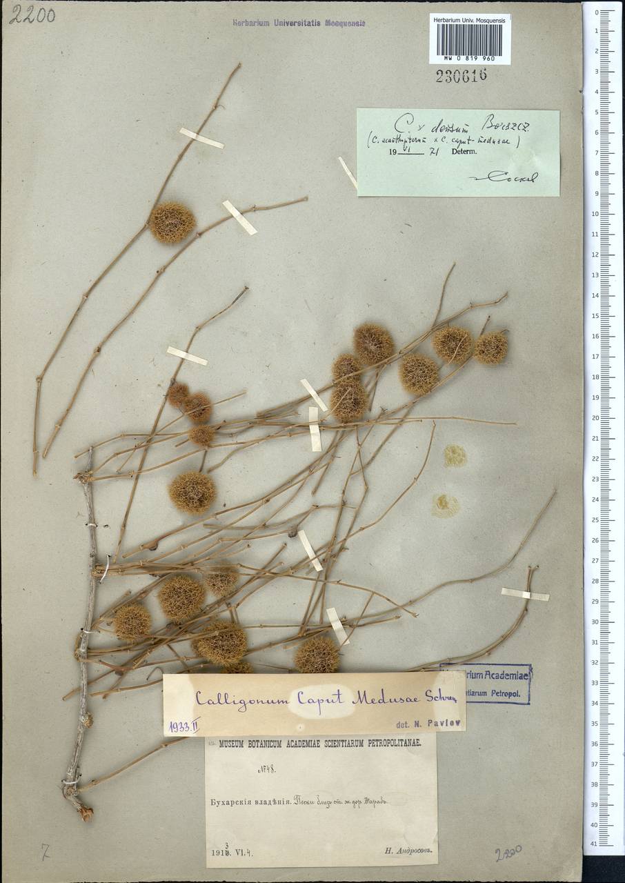 Calligonum densum I. G. Borshch., Middle Asia, Syr-Darian deserts & Kyzylkum (M7)