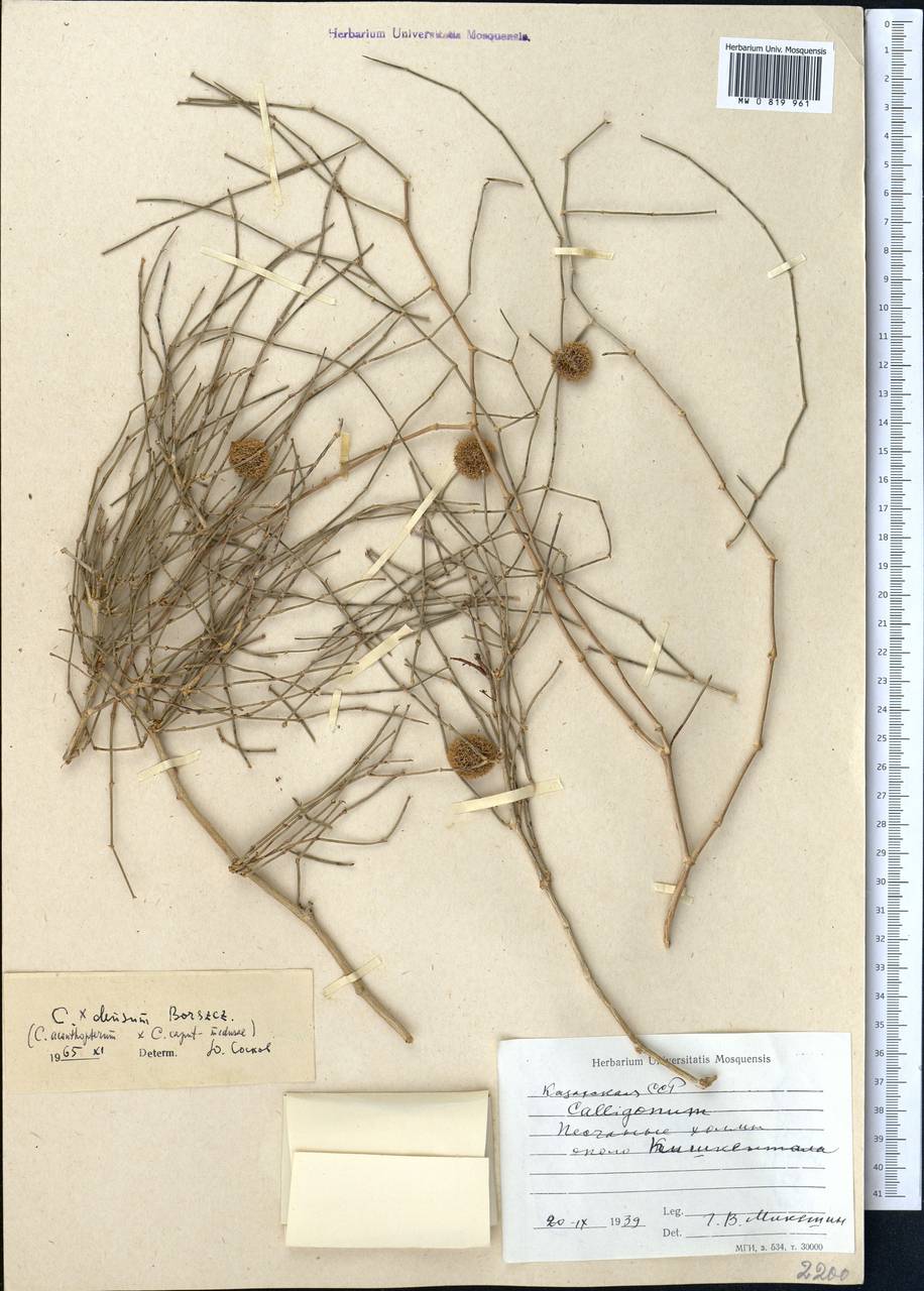 Calligonum densum I. G. Borshch., Middle Asia, Syr-Darian deserts & Kyzylkum (M7) (Kazakhstan)