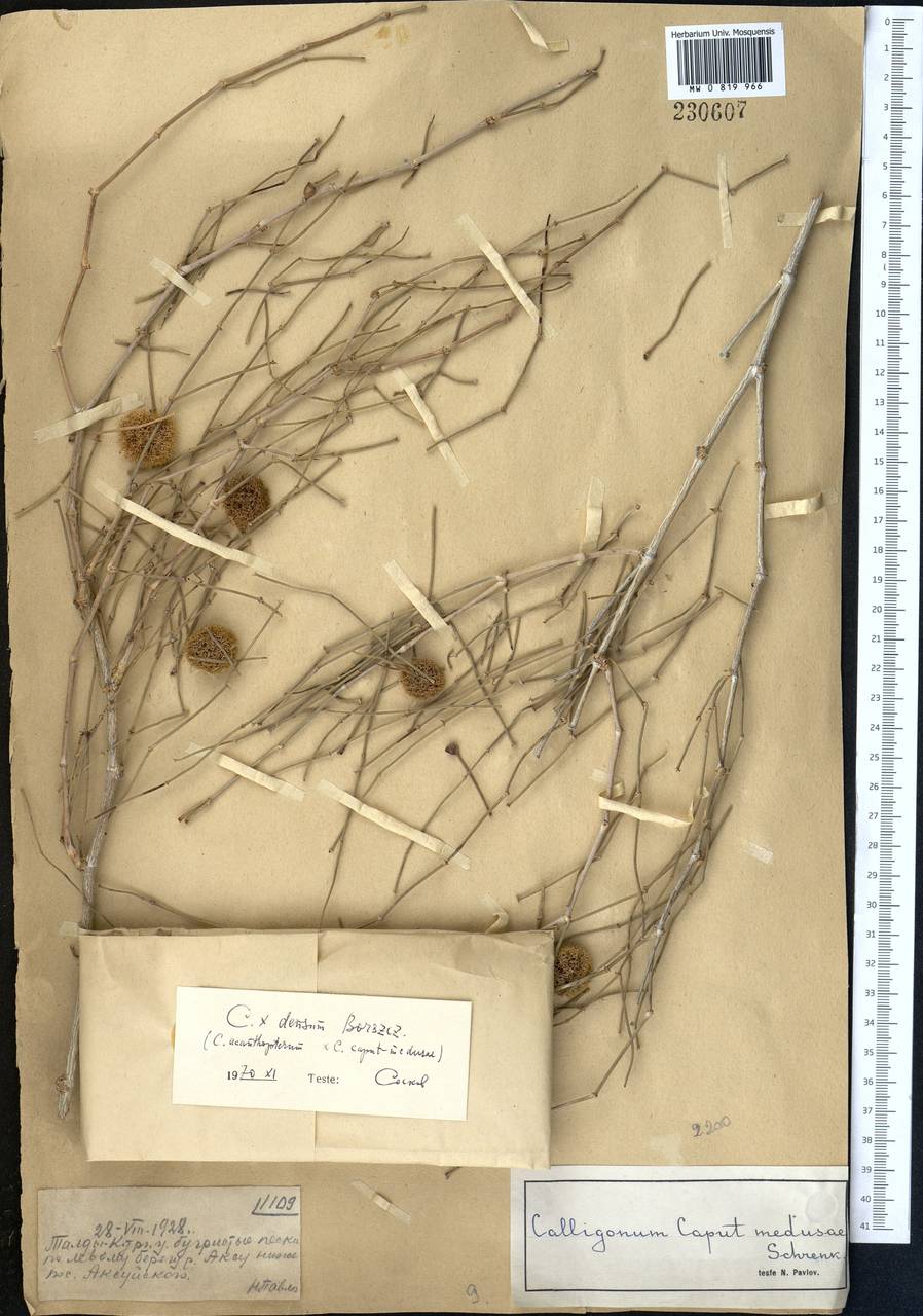 Calligonum densum I. G. Borshch., Middle Asia, Muyunkumy, Balkhash & Betpak-Dala (M9) (Kazakhstan)