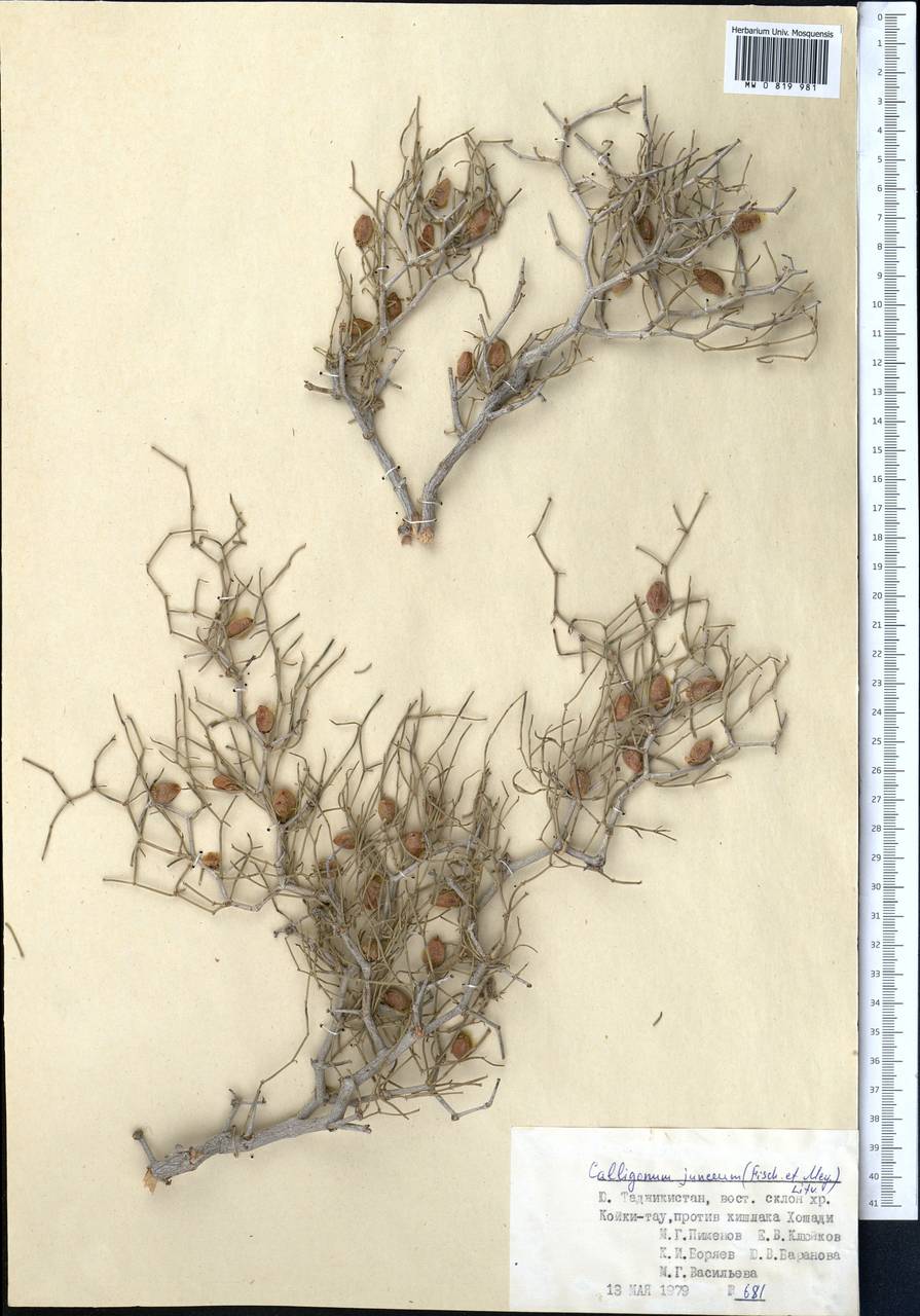 Calligonum junceum (Fisch. & C. A. Mey.) Litv., Middle Asia, Pamir & Pamiro-Alai (M2) (Tajikistan)