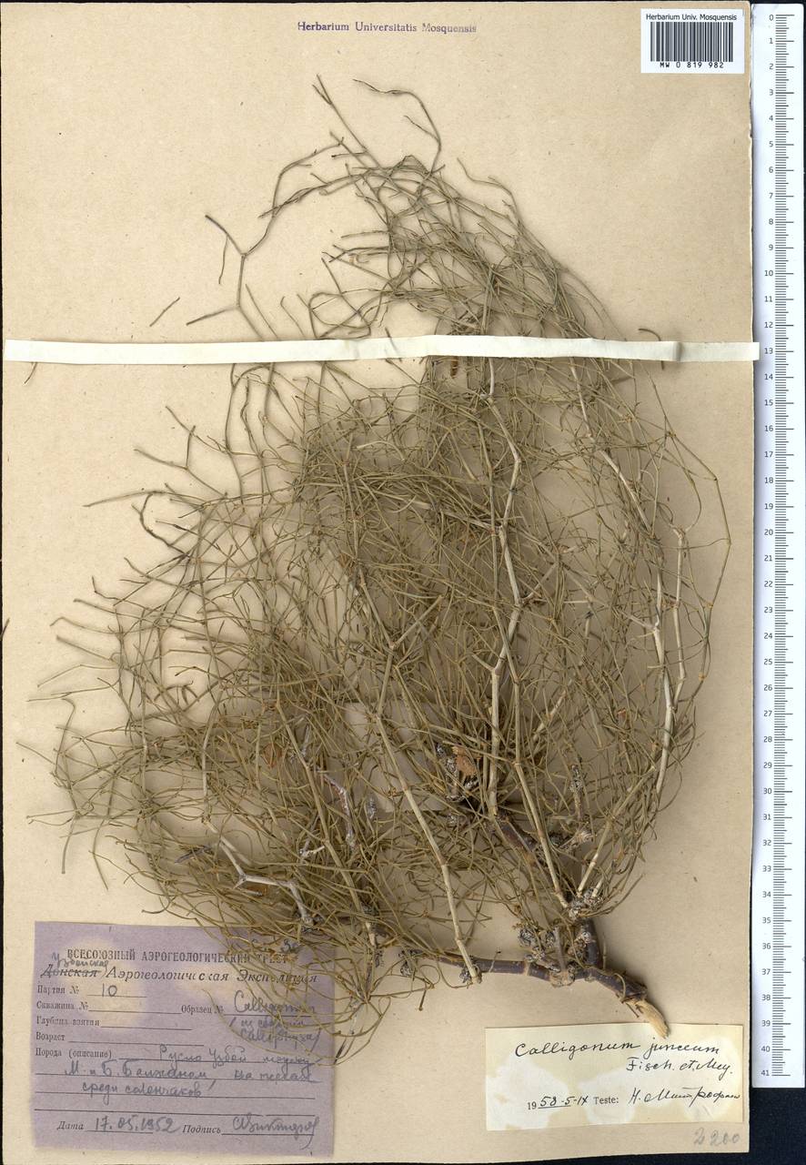 Calligonum junceum (Fisch. & C. A. Mey.) Litv., Middle Asia, Karakum (M6) (Turkmenistan)