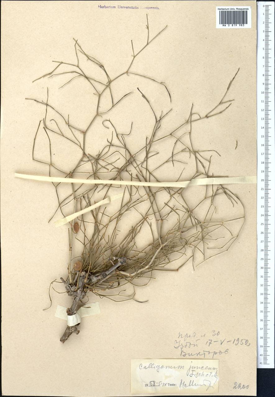 Calligonum junceum (Fisch. & C. A. Mey.) Litv., Middle Asia, Karakum (M6) (Turkmenistan)
