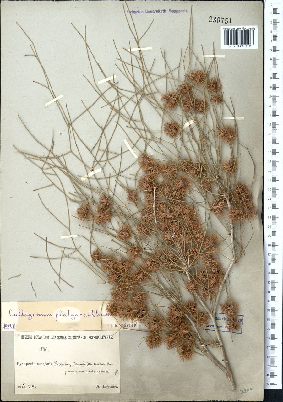 Calligonum platyacanthum I. G. Borshch., Middle Asia, Karakum (M6) (Turkmenistan)