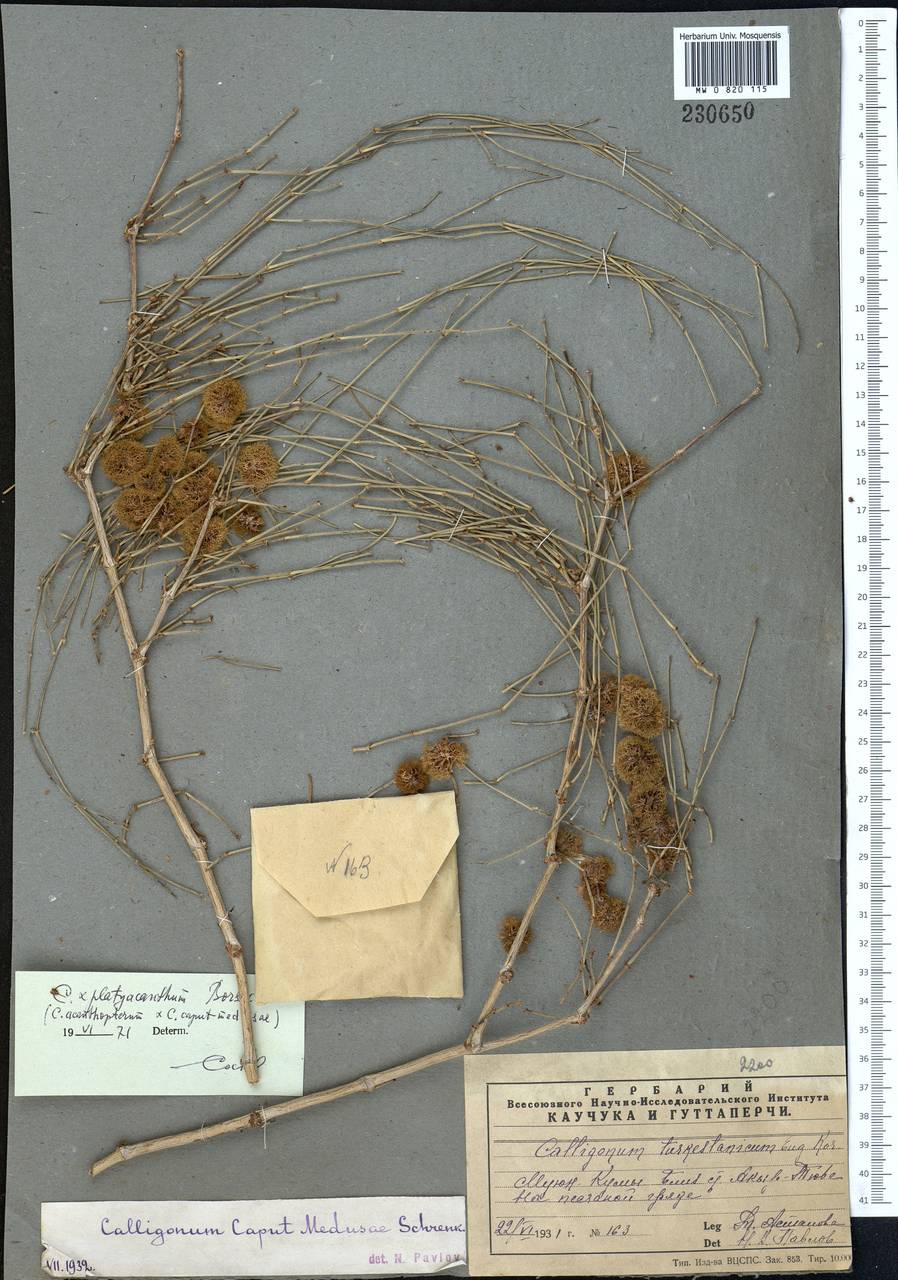 Calligonum platyacanthum I. G. Borshch., Middle Asia, Muyunkumy, Balkhash & Betpak-Dala (M9) (Kazakhstan)