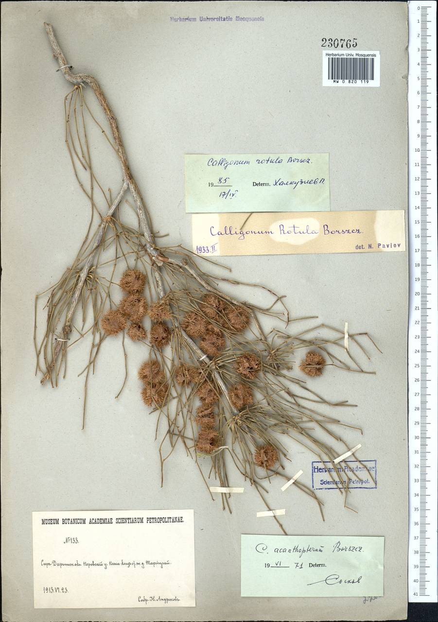 Calligonum rotula I. G. Borshch., Middle Asia, Syr-Darian deserts & Kyzylkum (M7) (Kazakhstan)