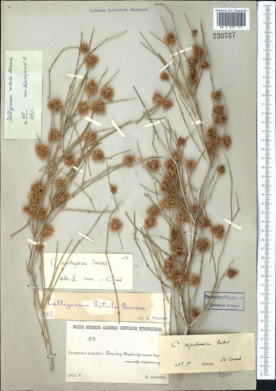 Calligonum rotula I. G. Borshch., Middle Asia, Syr-Darian deserts & Kyzylkum (M7)