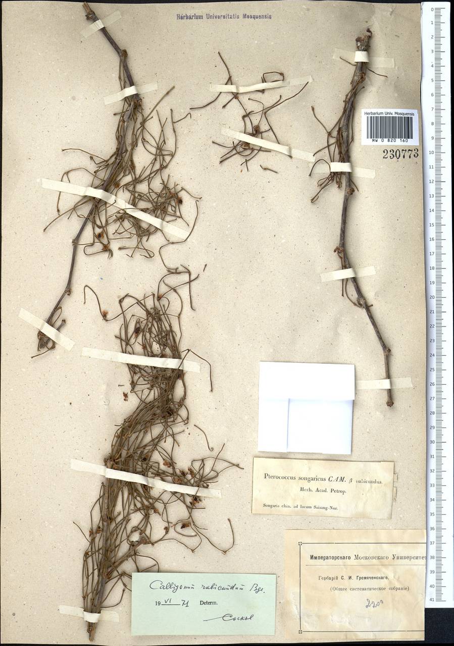 Calligonum rubicundum Bunge, Middle Asia, Muyunkumy, Balkhash & Betpak-Dala (M9) (Kazakhstan)