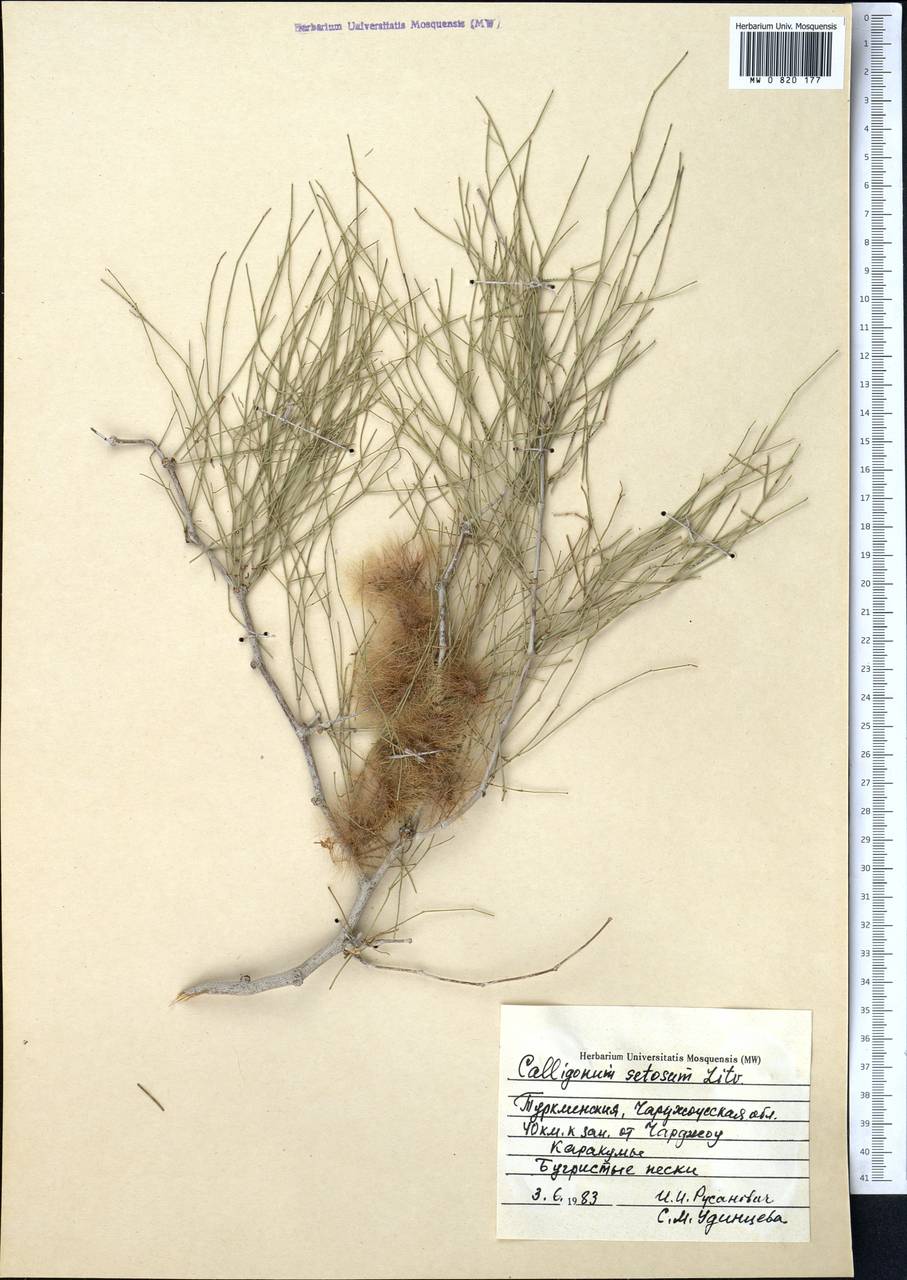 Calligonum setosum (Litv.) Litv., Middle Asia, Karakum (M6) (Turkmenistan)