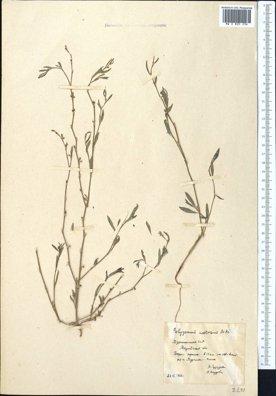 Polygonum acetosum M. Bieb., Middle Asia, Karakum (M6) (Turkmenistan)