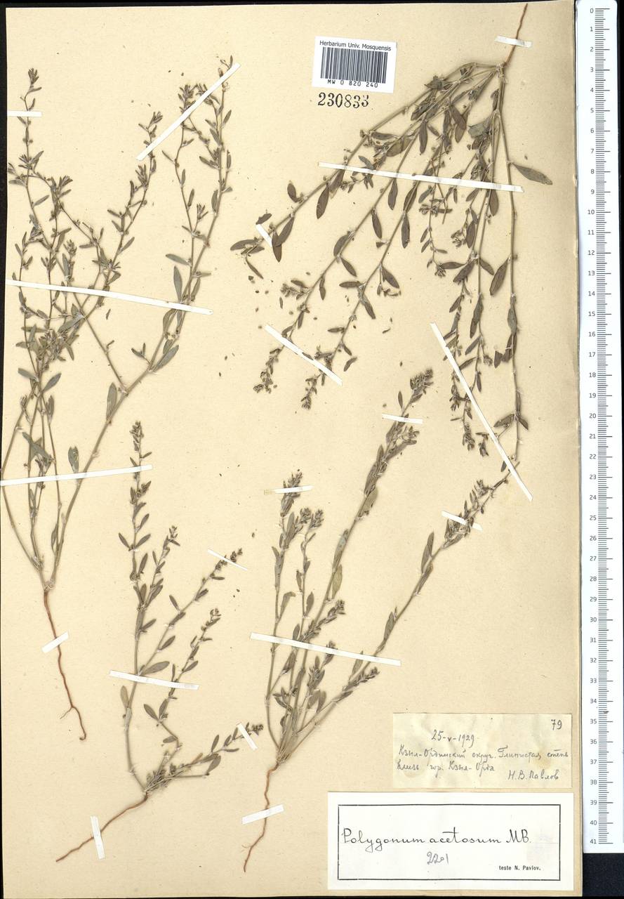 Polygonum acetosum M. Bieb., Middle Asia, Syr-Darian deserts & Kyzylkum (M7) (Kazakhstan)