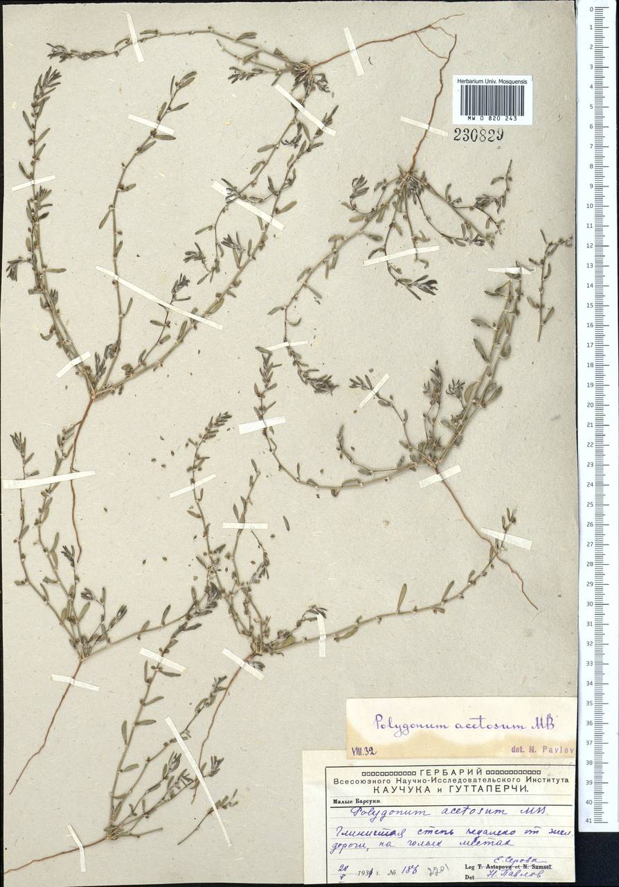 Polygonum acetosum M. Bieb., Middle Asia, Caspian Ustyurt & Northern Aralia (M8) (Kazakhstan)
