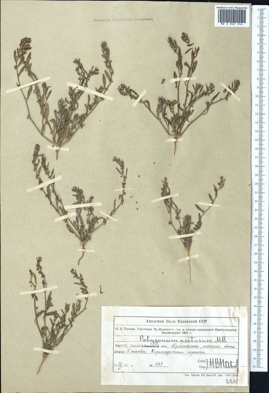 Polygonum acetosum M.Bieb., Middle Asia, Muyunkumy, Balkhash & Betpak-Dala (M9) (Kazakhstan)