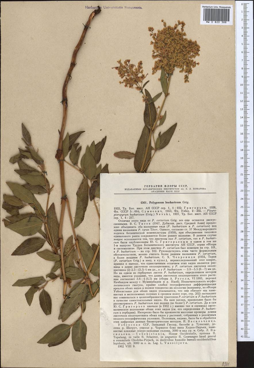 Koenigia coriaria (Grig.) T. M. Schust. & Reveal, Middle Asia, Pamir & Pamiro-Alai (M2) (Uzbekistan)