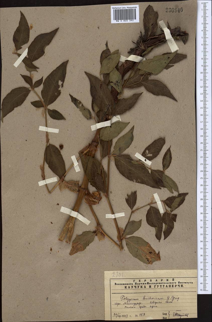 Koenigia coriaria (Grig.) T. M. Schust. & Reveal, Middle Asia, Pamir & Pamiro-Alai (M2) (Uzbekistan)