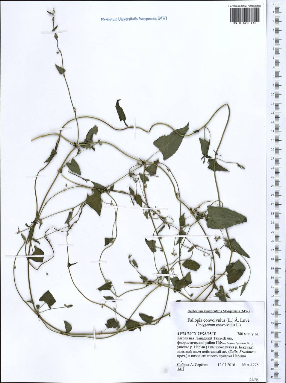 Fallopia convolvulus (L.) Á. Löve, Middle Asia, Western Tian Shan & Karatau (M3) (Kyrgyzstan)