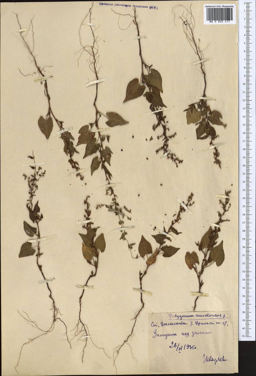 Fallopia convolvulus (L.) Á. Löve, Middle Asia, Caspian Ustyurt & Northern Aralia (M8) (Kazakhstan)
