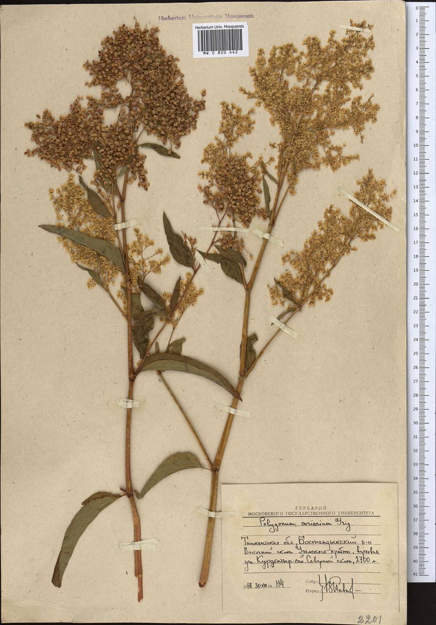 Koenigia coriaria (Grig.) T. M. Schust. & Reveal, Middle Asia, Western Tian Shan & Karatau (M3) (Uzbekistan)