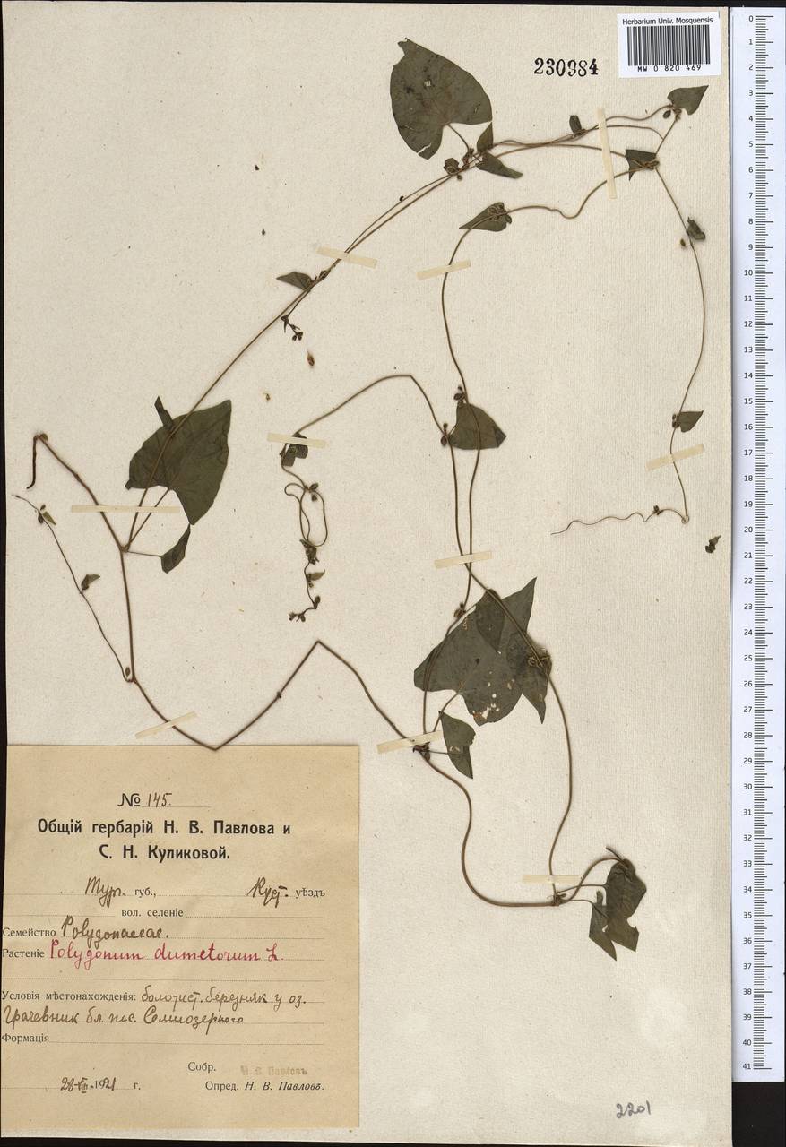 Fallopia dumetorum (L.) Holub, Middle Asia, Northern & Central Kazakhstan (M10) (Kazakhstan)