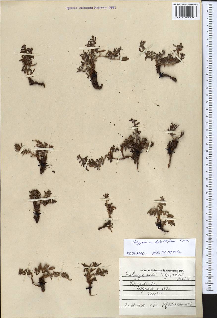 Polygonum fibrilliferum Kom., Middle Asia, Pamir & Pamiro-Alai (M2) (Turkmenistan)