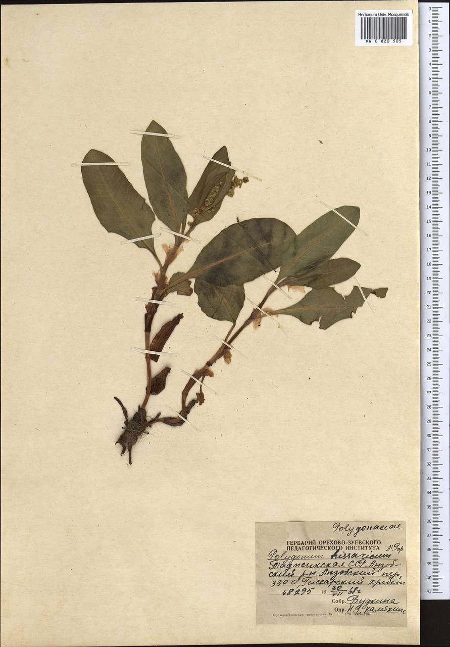 Koenigia hissarica (Popov), Middle Asia, Pamir & Pamiro-Alai (M2) (Tajikistan)