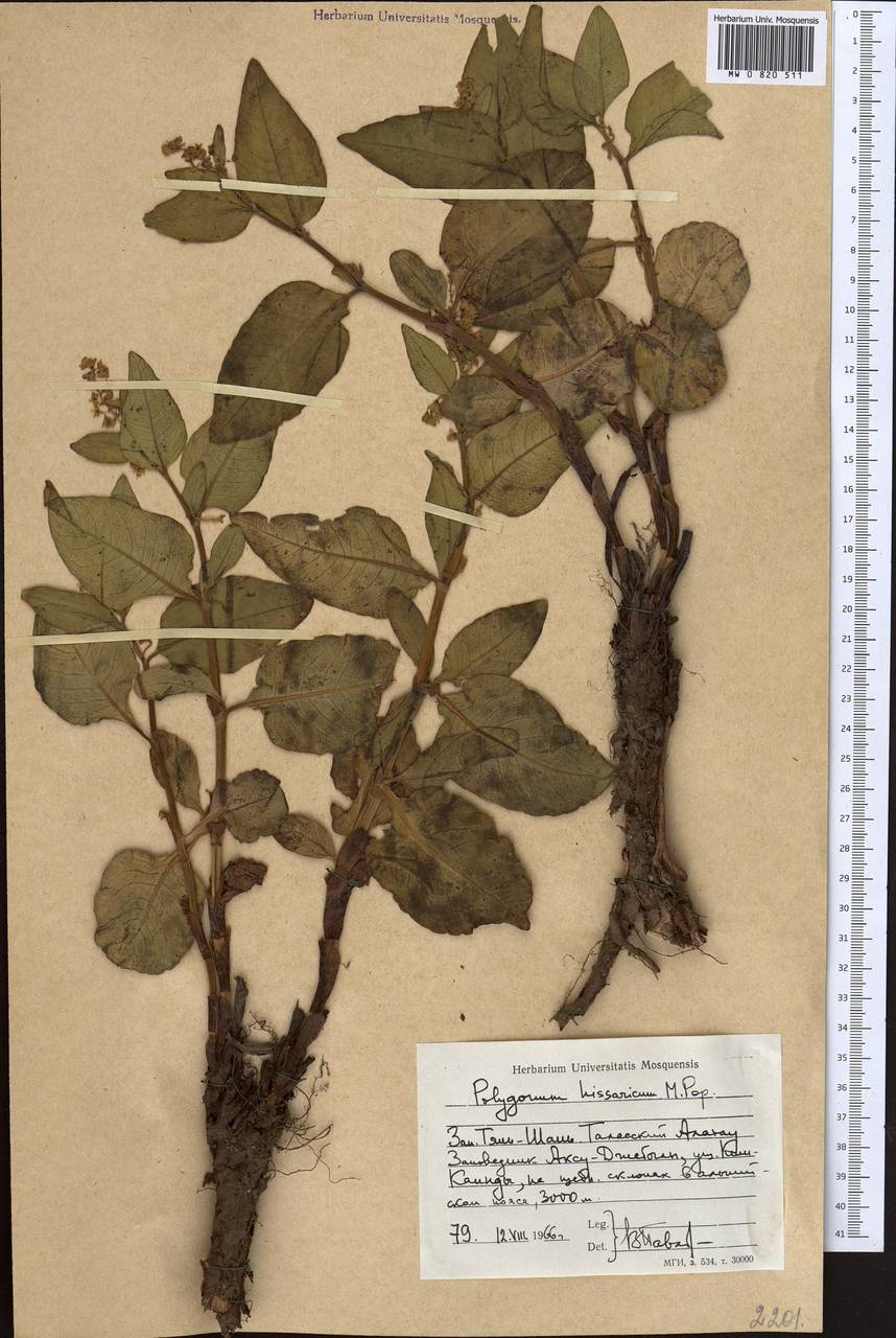 Koenigia hissarica (Popov), Middle Asia, Western Tian Shan & Karatau (M3) (Kazakhstan)