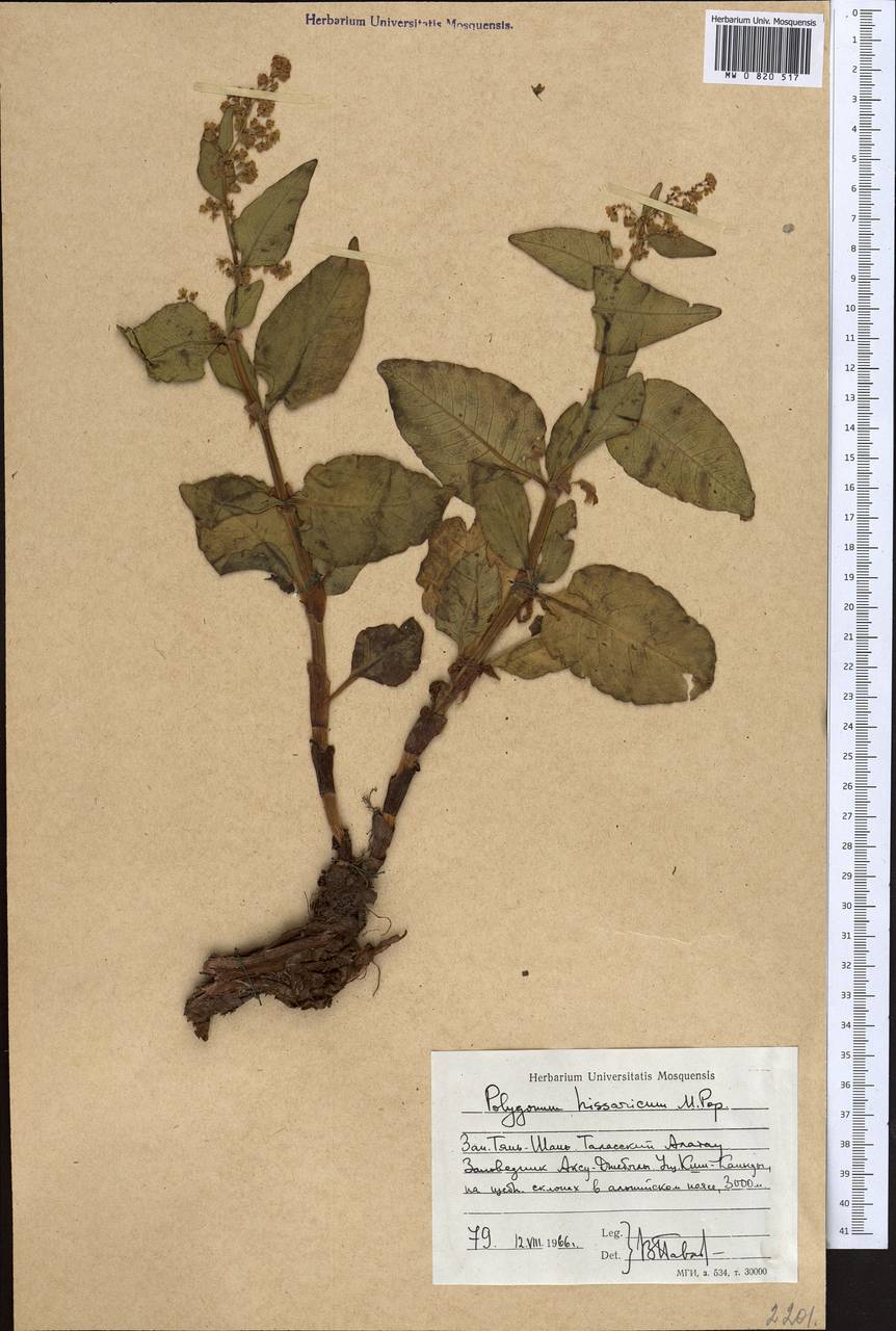 Koenigia hissarica (Popov), Middle Asia, Western Tian Shan & Karatau (M3) (Kazakhstan)