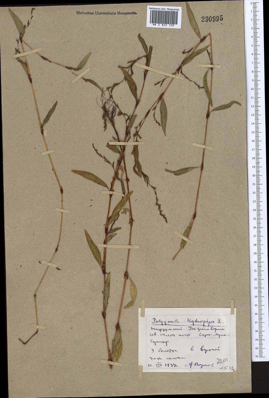 Persicaria hydropiper (L.) Spach, Middle Asia, Northern & Central Kazakhstan (M10) (Kazakhstan)