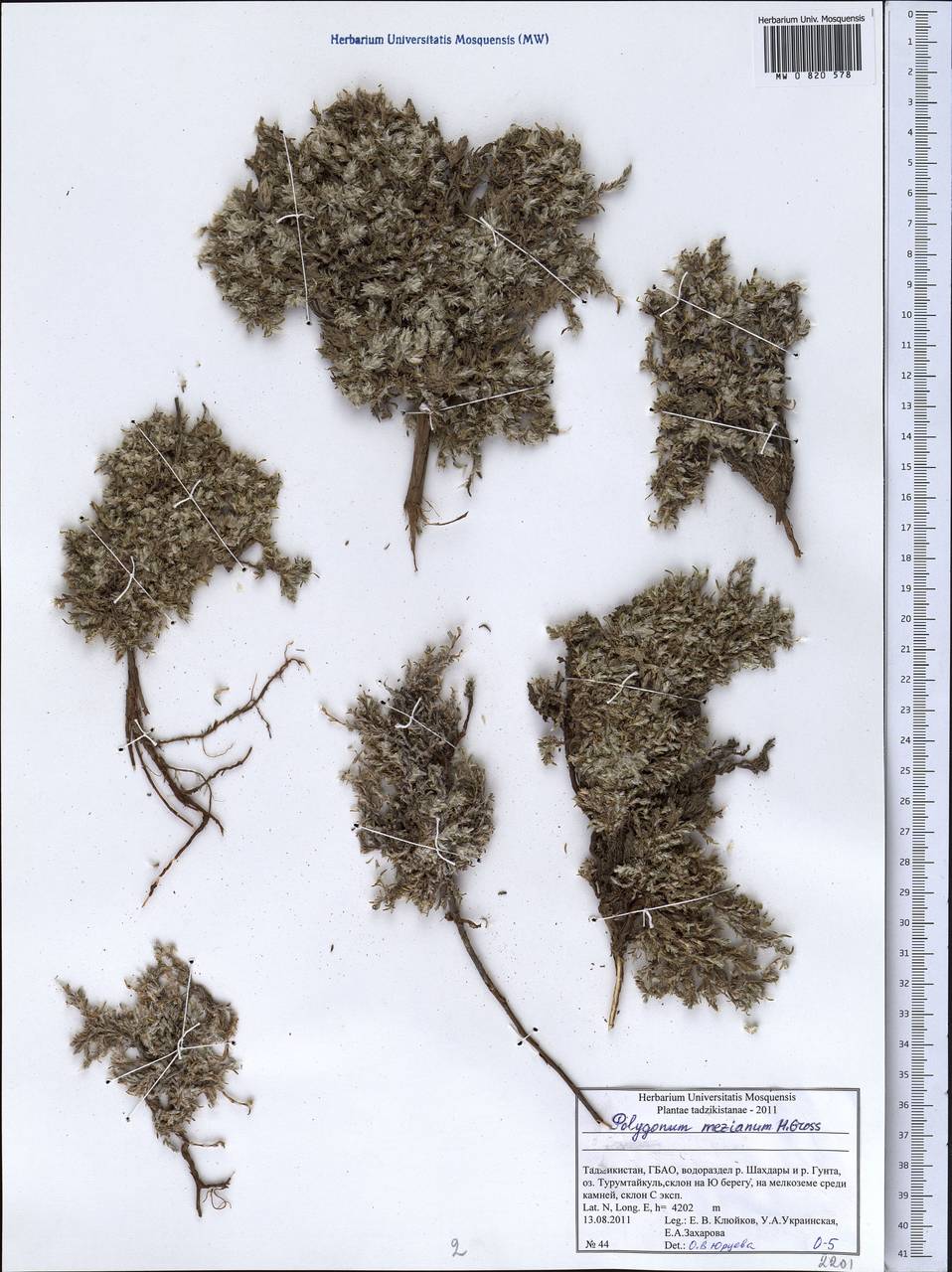 Polygonum mezianum H. Gross, Middle Asia, Pamir & Pamiro-Alai (M2) (Tajikistan)