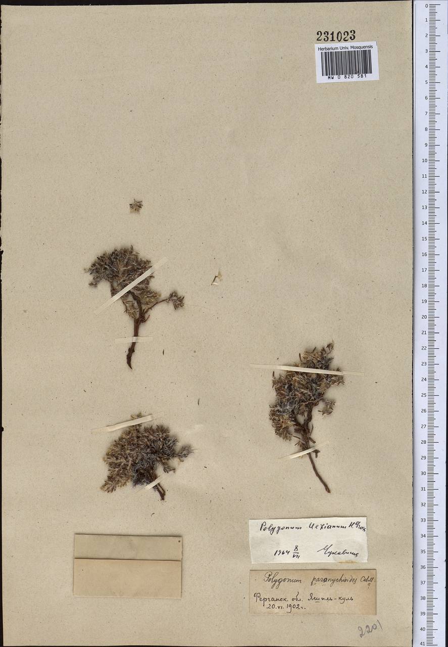 Polygonum mezianum H. Gross, Middle Asia, Pamir & Pamiro-Alai (M2) (Tajikistan)