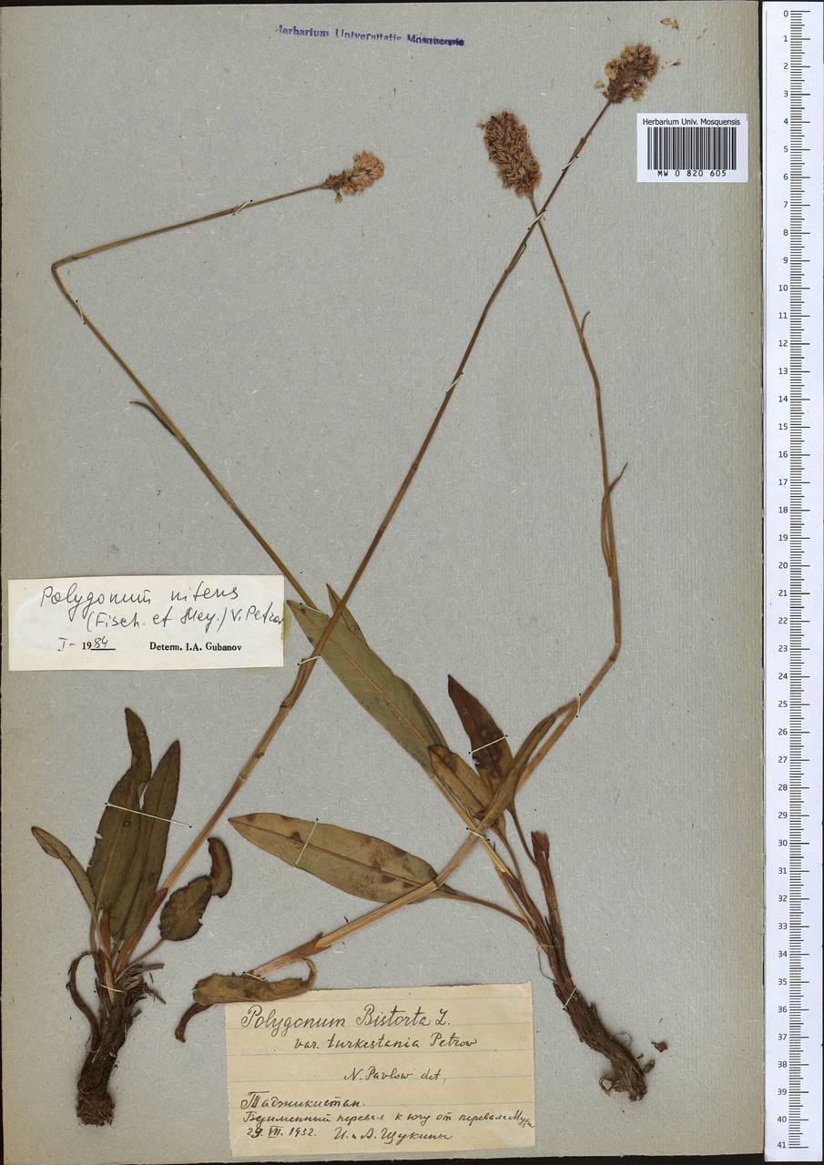 Bistorta elliptica (Willd. ex Spreng.) Kom., Middle Asia, Pamir & Pamiro-Alai (M2) (Tajikistan)