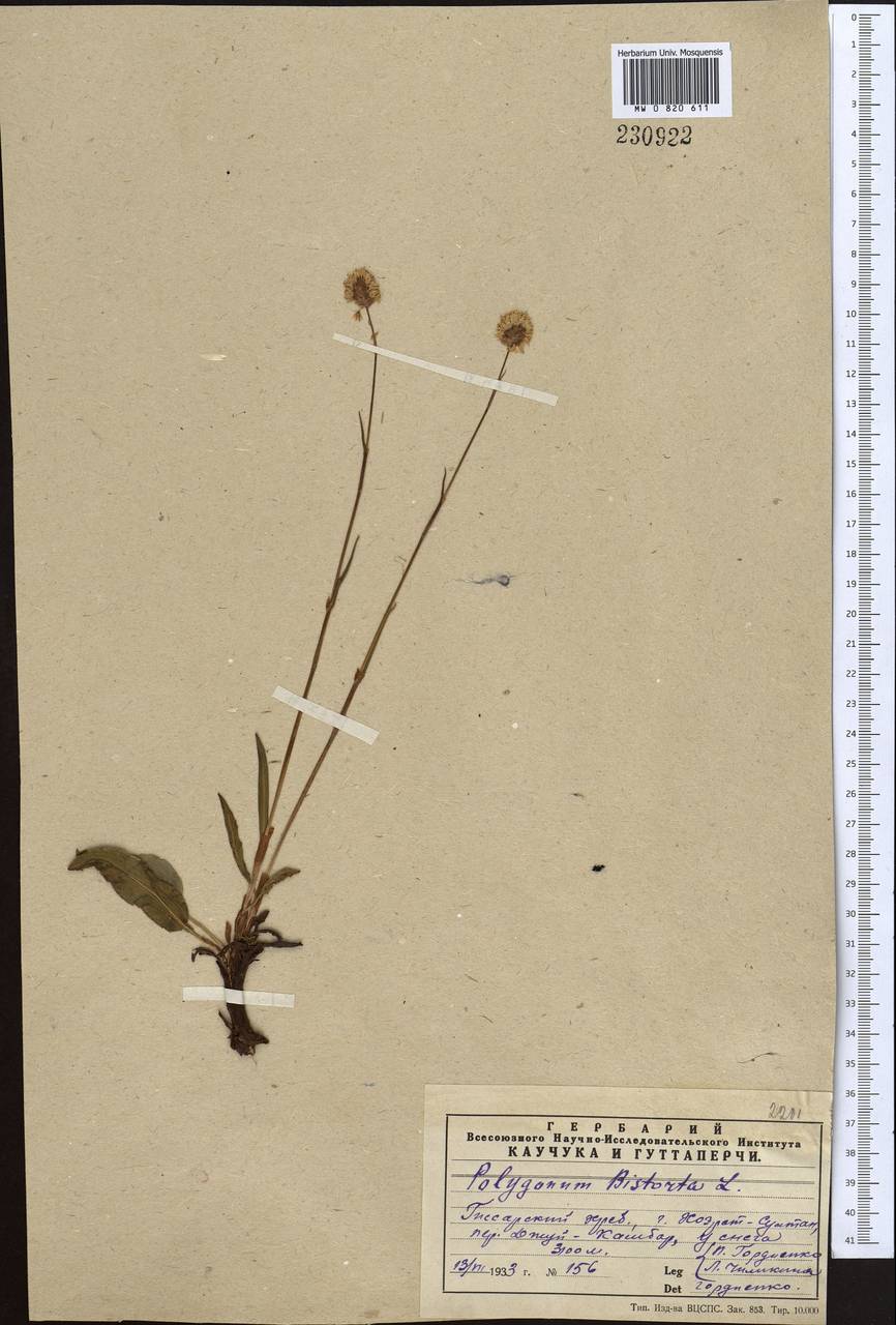 Bistorta elliptica (Willd. ex Spreng.) Kom., Middle Asia, Pamir & Pamiro-Alai (M2)