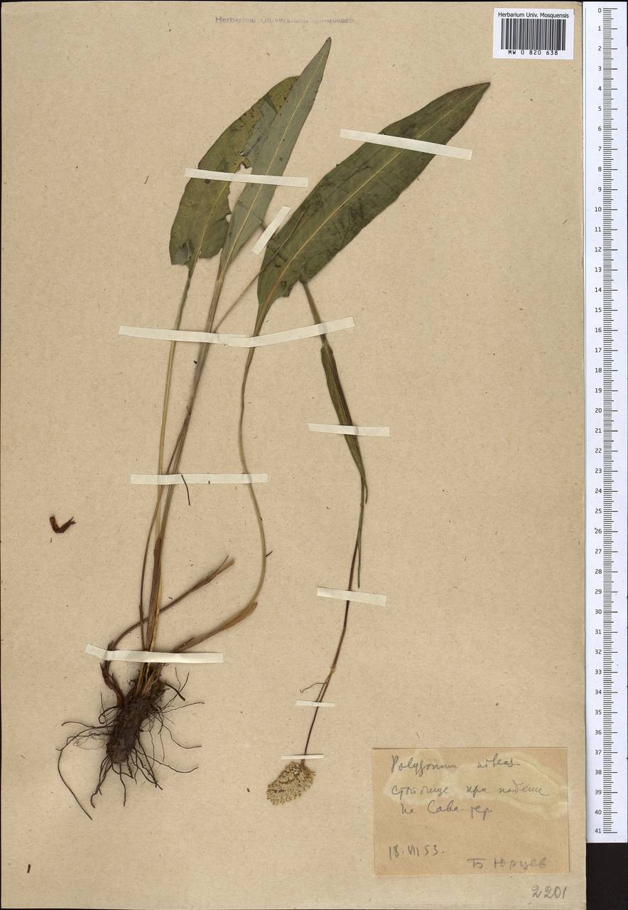 Bistorta elliptica (Willd. ex Spreng.) Kom., Middle Asia, Northern & Central Tian Shan (M4)