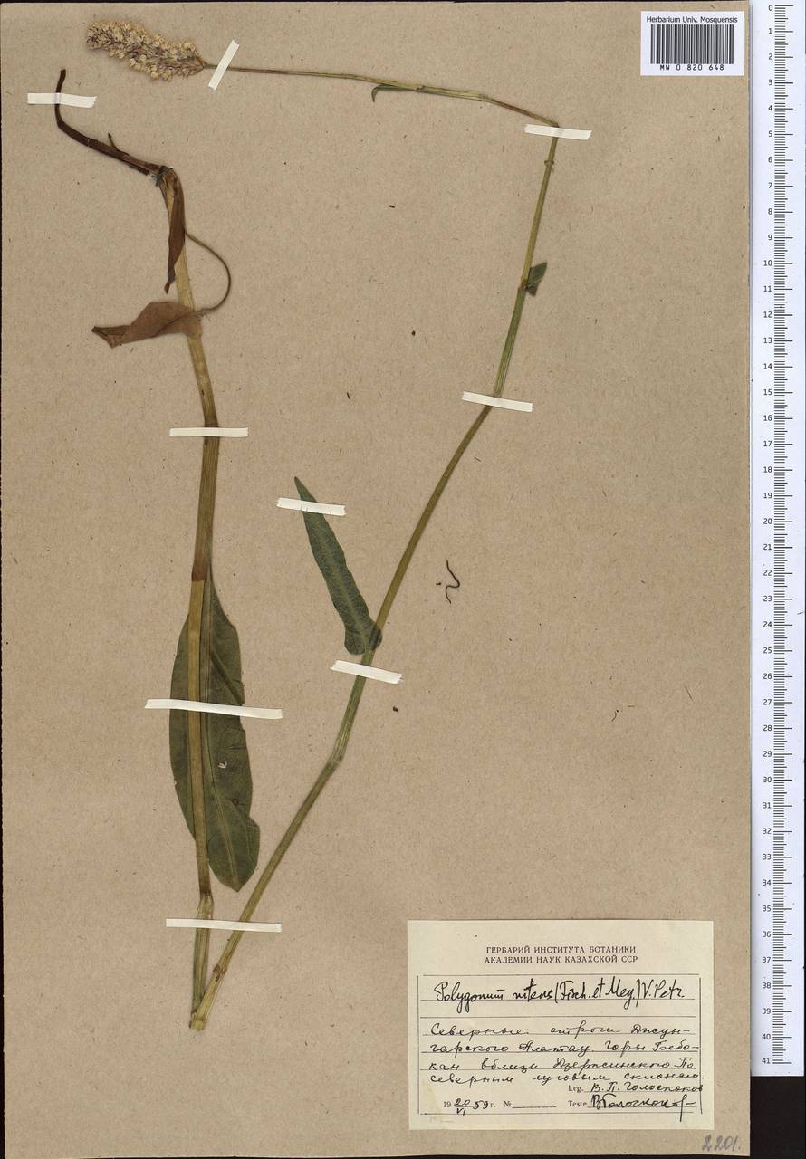Bistorta elliptica (Willd. ex Spreng.) Kom., Middle Asia, Dzungarian Alatau & Tarbagatai (M5) (Kazakhstan)
