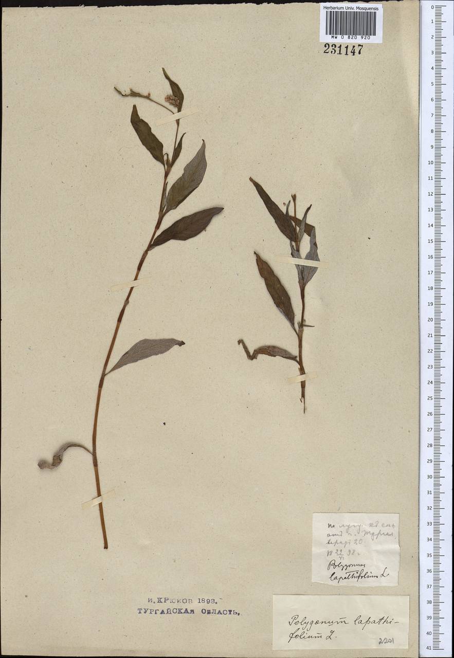 Persicaria lapathifolia (L.) Gray, Middle Asia, Northern & Central Kazakhstan (M10) (Kazakhstan)