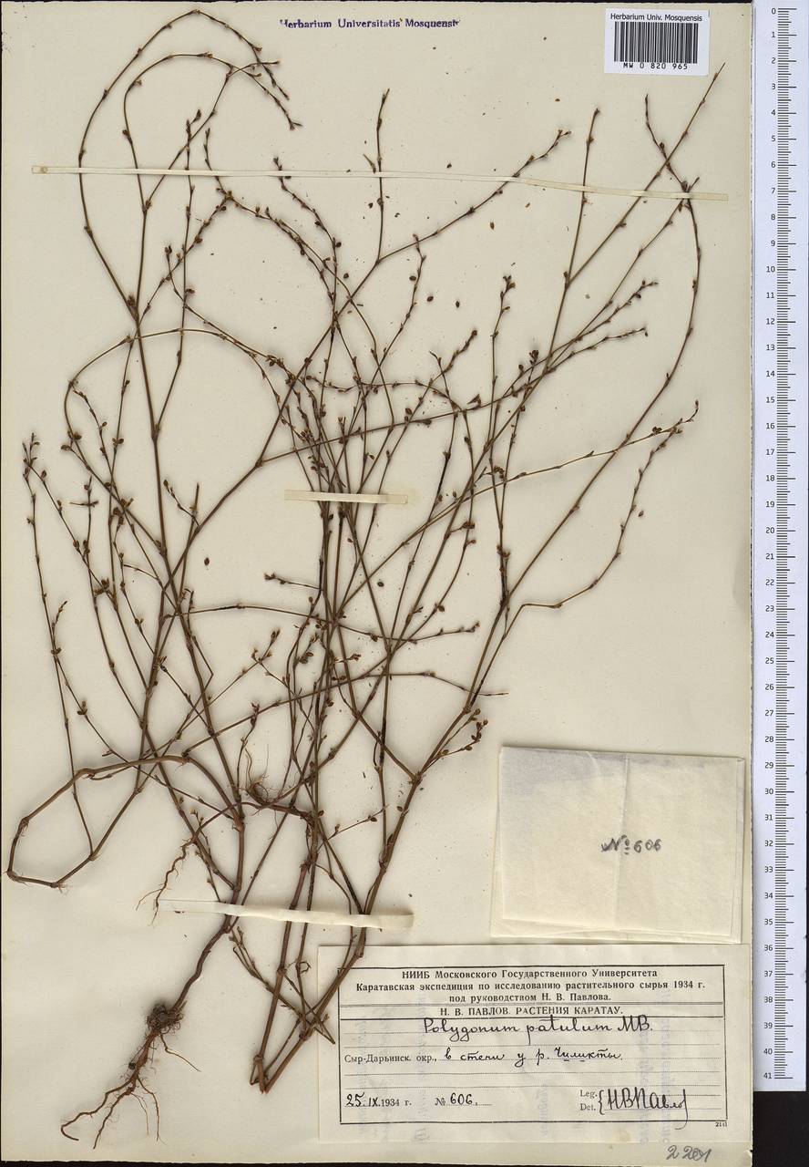 Polygonum subaphyllum Sumnev., Middle Asia, Western Tian Shan & Karatau (M3) (Kazakhstan)