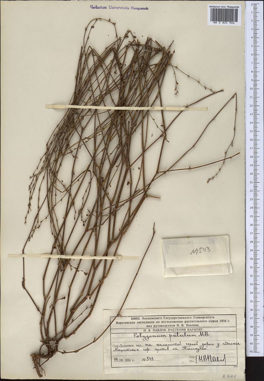 Polygonum subaphyllum Sumnev., Middle Asia, Western Tian Shan & Karatau (M3) (Kazakhstan)