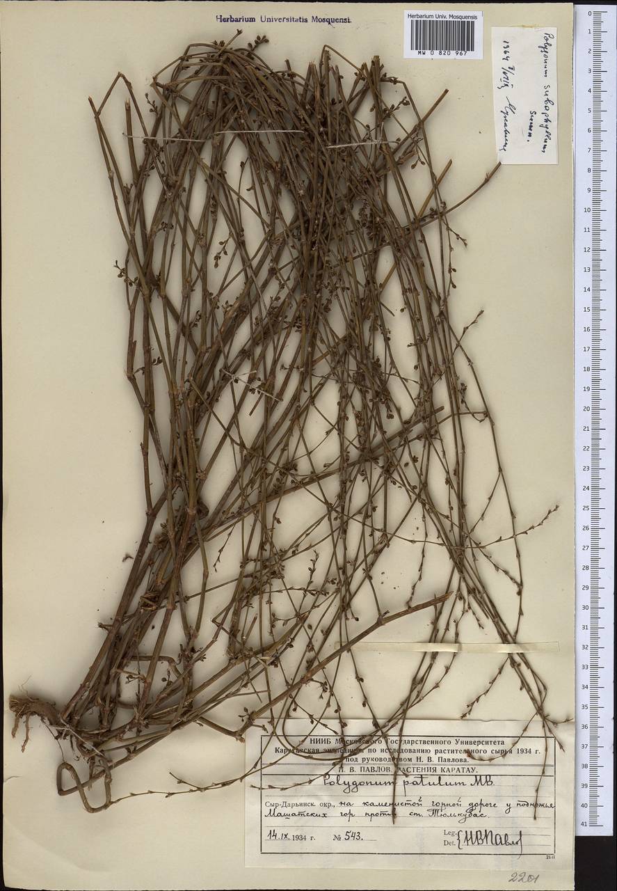 Polygonum subaphyllum Sumnev., Middle Asia, Western Tian Shan & Karatau (M3) (Kazakhstan)