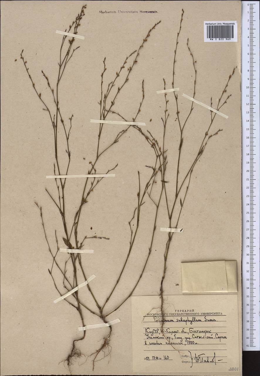 Polygonum subaphyllum Sumnev., Middle Asia, Western Tian Shan & Karatau (M3) (Uzbekistan)